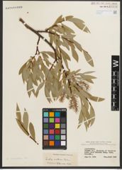 Foto von Salix orestera C. K. Schneid.